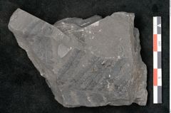 Foto (Detailansicht) von Neuropteris sp.  (NHMW-GEO-2024-0188-10682)